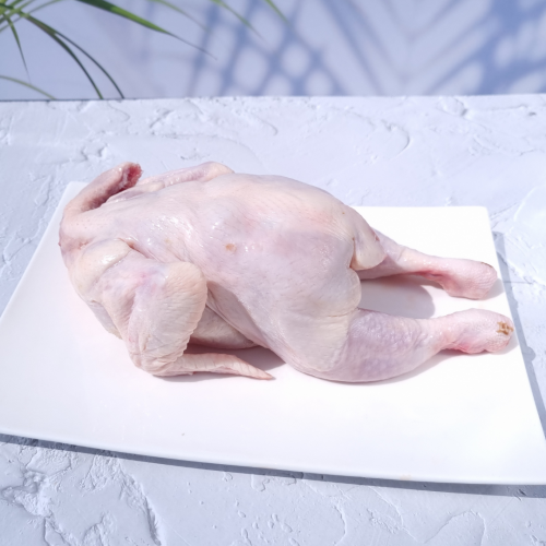 CK03. စီဘီကြက် 1ea