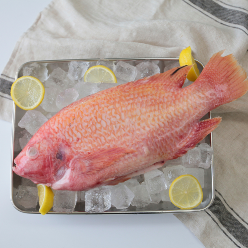 SE05. ငါး ပါးနီ 1pack