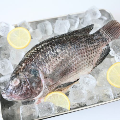 SE06. ဆလားဗီးယားငါး 1pack