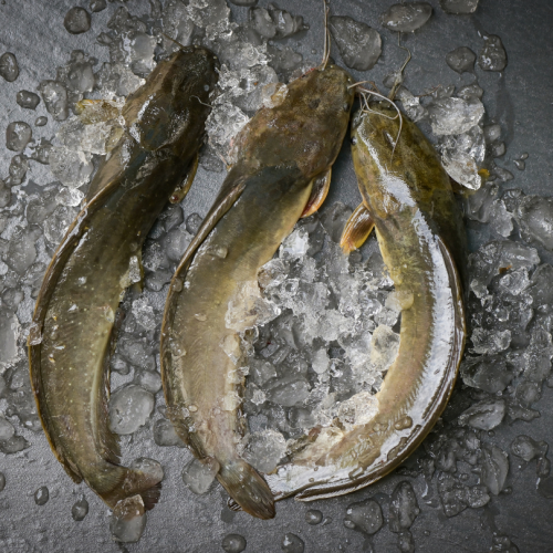 SE07. ငါးခူ 1pack